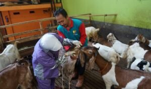 Tim Pemantau Kesehatan Hewan Diterjunkan Jelang Iduladha