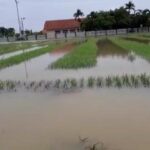 Dilanda Banjir Bandang, Kerugian Petani Bawang Merah di Ngurenrejo Pati Capai Rp3 Miliar