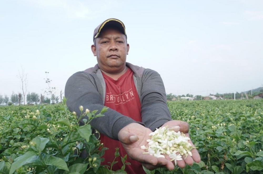 Harga Melonjak, Petani Melati Tetap Banjir Pesanan