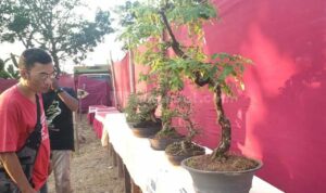 250 Tanaman Bonsai Berbagai Jenis Dipamerkan Dalam Acara Pasar Rakyat di Tanjunganom Pati