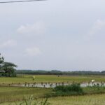 Adanya Refocusing, AUTP Kabupaten Pati Alokasikan Sebanyak 2.094 Hektar