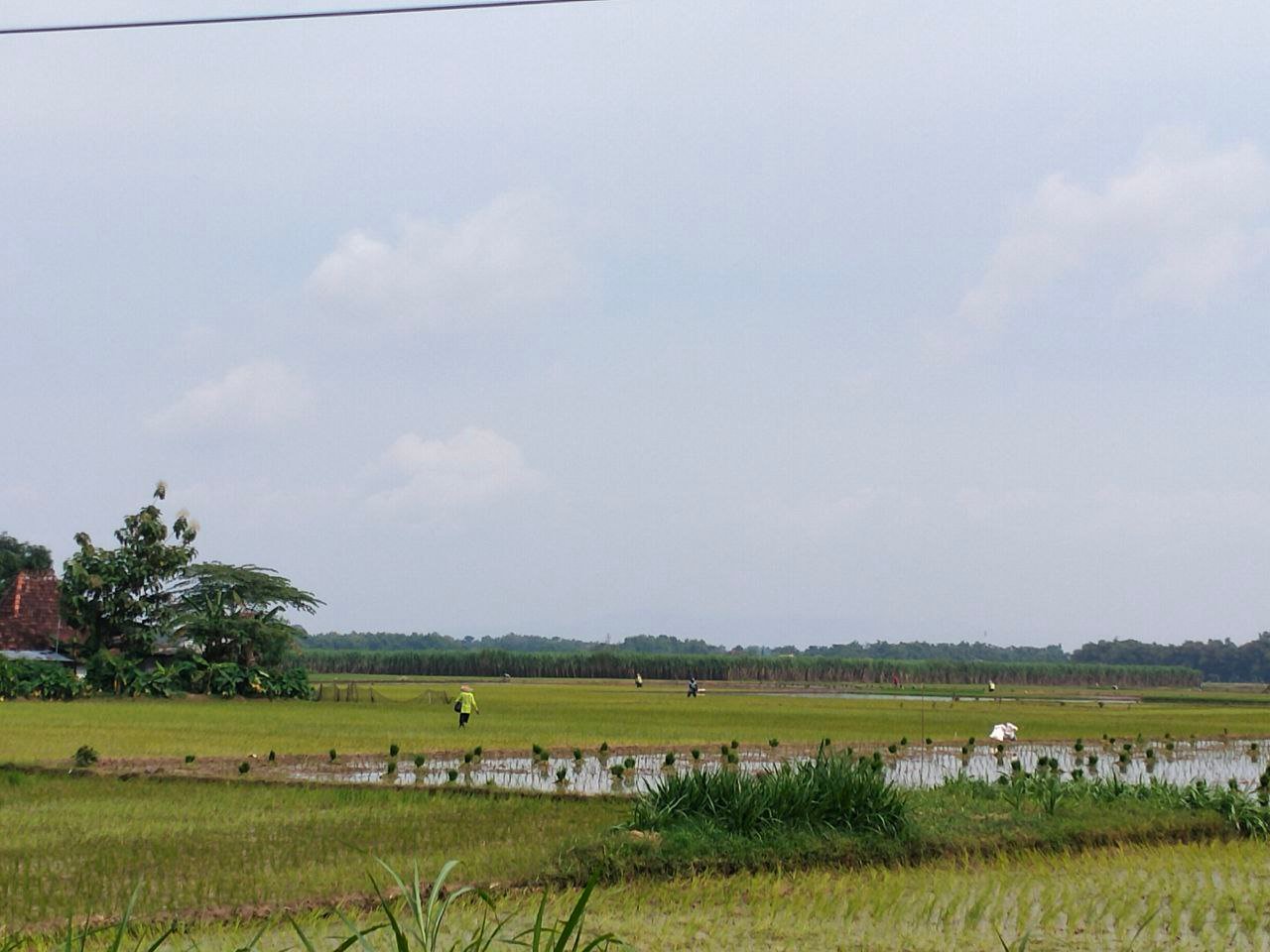 Adanya Refocusing, AUTP Kabupaten Pati Alokasikan Sebanyak 2.094 Hektar