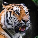 6 Warga Sukabumi Dibuat Geger dengan Penampakan Harimau di Cicantayan