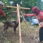 Wabah PMK Merebak, Penjualan Kambing Menurun