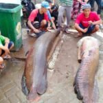 Ikan Raksasa Ditemukan saat Banjir Berakhir Jadi Santapan Warga Ikan Raksasa Ditemukan saat Banjir Berakhir Jadi Santapan Warga