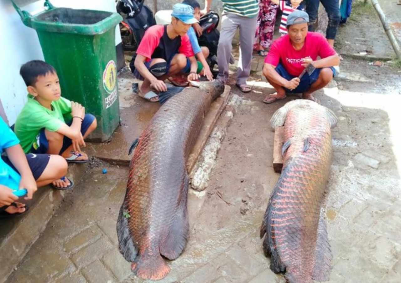 Ikan Raksasa Ditemukan saat Banjir Berakhir Jadi Santapan Warga