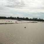 Petani Tambak di Margomulyo Pati Kembali Merugi, Kolam Nila Siap Panen Disapu Banjir