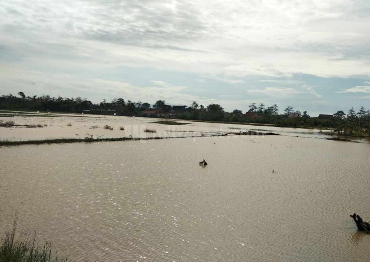 Petani Tambak di Margomulyo Pati Kembali Merugi, Kolam Nila Siap Panen Disapu Banjir