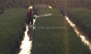 Puluhan Hektare Lahan Pertanian Bawang Merah di Ngurenrejo dan Ngurensiti Pati Gagal Panen
