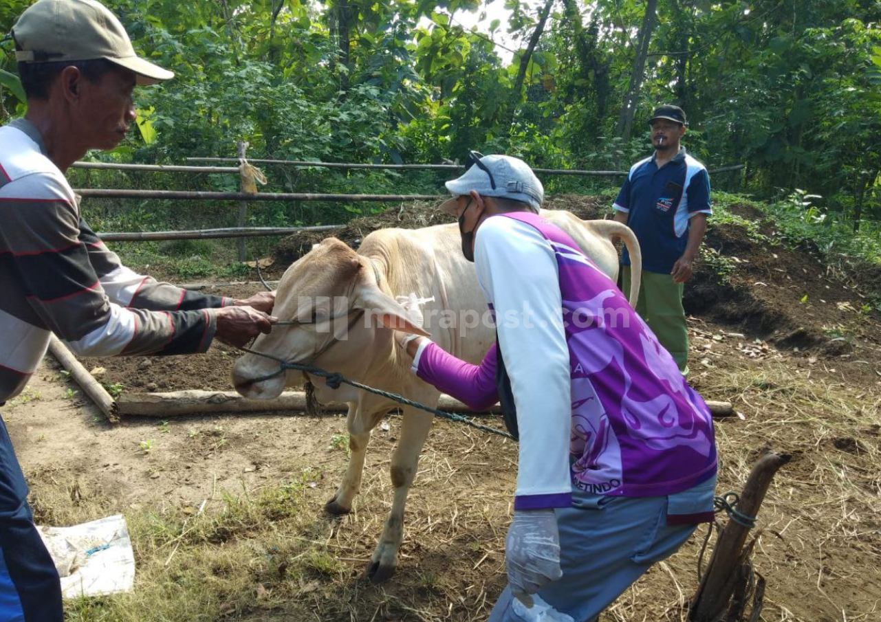 Wabah PMK di Rembang Mengalami Penurunan Signifikan