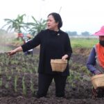 Ketua DPR Minta Subsidi Pupuk bagi Petani Bawang Tidak Dicabut