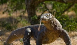 Konsisten Awasi Penataan Taman Nasional Komodo, DPR Optimis Habitat Komodo Tetap Lestari