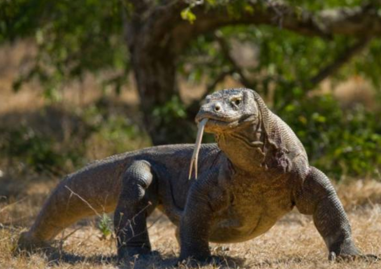 Konsisten Awasi Penataan Taman Nasional Komodo, DPR Optimis Habitat Komodo Tetap Lestari