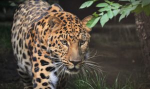 Terancam Punah, Jepara Dukung Perlindungan Habitat Macan Tutul Jawa di Kawasan Hutan Muria