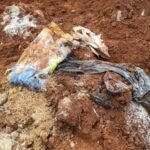 Beras Bansos Ditimbun Hingga Membusuk, Begini Keterangan JNE Beras Bansos Ditimbun Hingga Membusuk, Begini Keterangan JNE