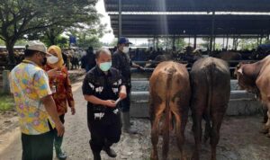 12.704 Hewan Ternak di Pati telah Disuntik Vaksin PMK