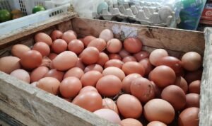 Disdagperin Pati Nilai Kenaikan Harga Telur Hal Biasa