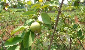 Pelopor Budidaya Jambu Kristal di Kabupaten Pati Pelopor Budidaya Jambu Kristal di Kabupaten Pati