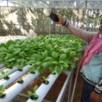 IRT ini Kembangkan Sayuran Hidroponik, Omzetnya Menggiurkan