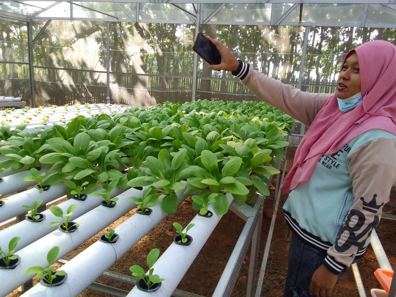 IRT ini Kembangkan Sayuran Hidroponik, Omzetnya Menggiurkan
