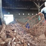 Tangkal Monopoli Harga, Ratusan Petani Ketela di Pati Bentuk Asosiasi Tangkal Monopoli Harga, Ratusan Petani Ketela di Pati Bentuk Asosiasi