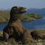 Tarif Baru Rp3,75 Juta Untuk Wisata Pulau Komodo Berlaku Tahun Depan