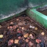 Inovasikan Penguraian Sampah Organik, DLH Pati Kembangkan Budidaya Maggot