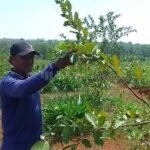 Pupuk Non Subsidi Makin Mahal, Petani Buah di Gembong Maksimalkan Pupuk Kandang