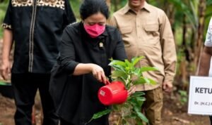 Hadiri Penghijauan di Penyangga Hutan Lindung Rajabasa, Puan Tanam Alpukat Bersama Masyarakat
