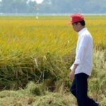 Kunjungan Hari Kedua di Jawa Timur, Jokowi Luncurkan Food Estate dan Bagi-bagi Sertifikat Tanah
