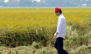 Kunjungan Hari Kedua di Jawa Timur, Jokowi Luncurkan Food Estate dan Bagi-bagi Sertifikat Tanah