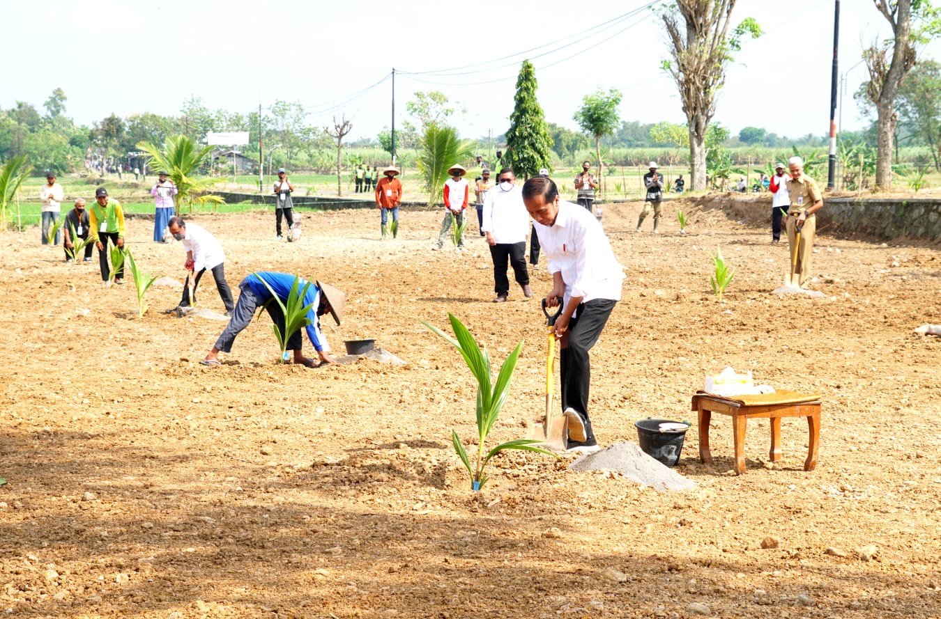 Jokowi Galakkan Perkebunan Merdeka dengan Tanam 200 Ribu Kelapa Genjah