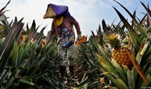 Tinjau Industri Nanas di Lampung, Puan Sampaikan Pentingnya Sinergi Antara Pengusaha dan Petani