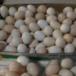Foto: harga telur di Pati pekan ini capai harga Rp28 ribu (Sumber: Istimewa)