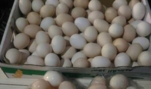 Foto: harga telur di Pati pekan ini capai harga Rp28 ribu (Sumber: Istimewa) Foto: harga telur di Pati pekan ini capai harga Rp28 ribu (Sumber: Istimewa)