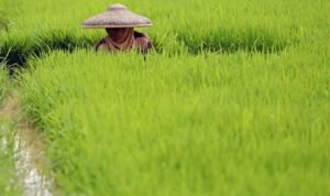 Foto: Ilustrasi di bidang pertanian/ istimewa Foto: Ilustrasi di bidang pertanian/ istimewa