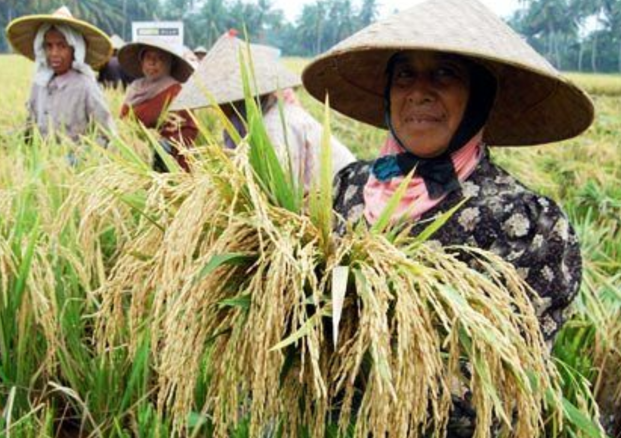 Inovasi Teknologi Sistem Pertanian dan Pangan Indonesia Mendapat Apresiasi Internasional  