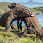 Pemerintah Diminta Menunda Kenaikan Tarif Taman Nasional Komodo
