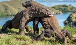 Pemerintah Diminta Menunda Kenaikan Tarif Taman Nasional Komodo