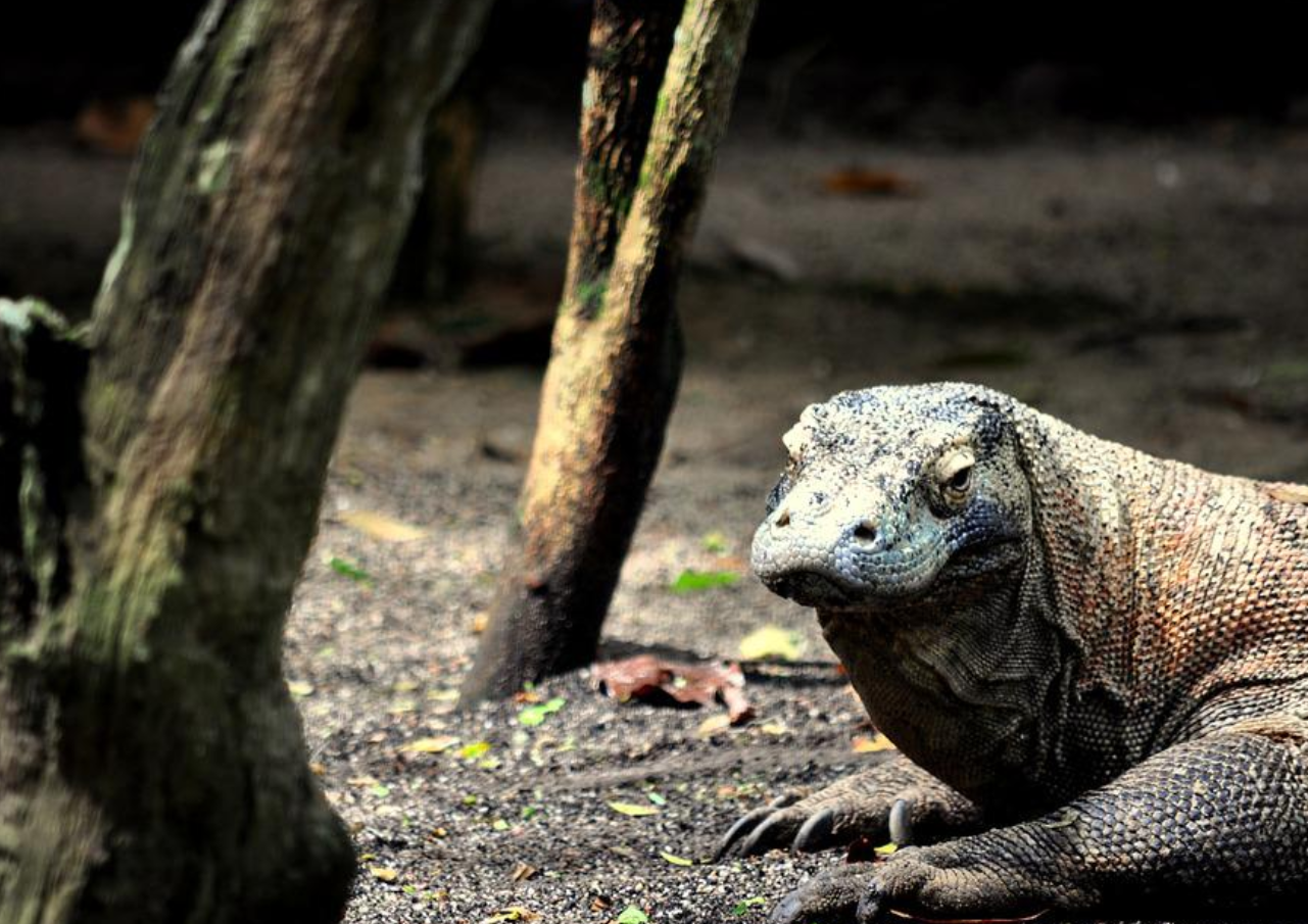 Jusuf Kalla Prihatin Terhadap Kenaikan Harga Tiket Taman Wisata Komodo
