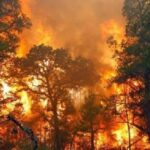 KLHK Diminta Waspadai Kebakaran Hutan Pasca Kemarau Basah