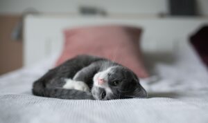 Cara Atasi Kucing Keracunan Obat Tikus