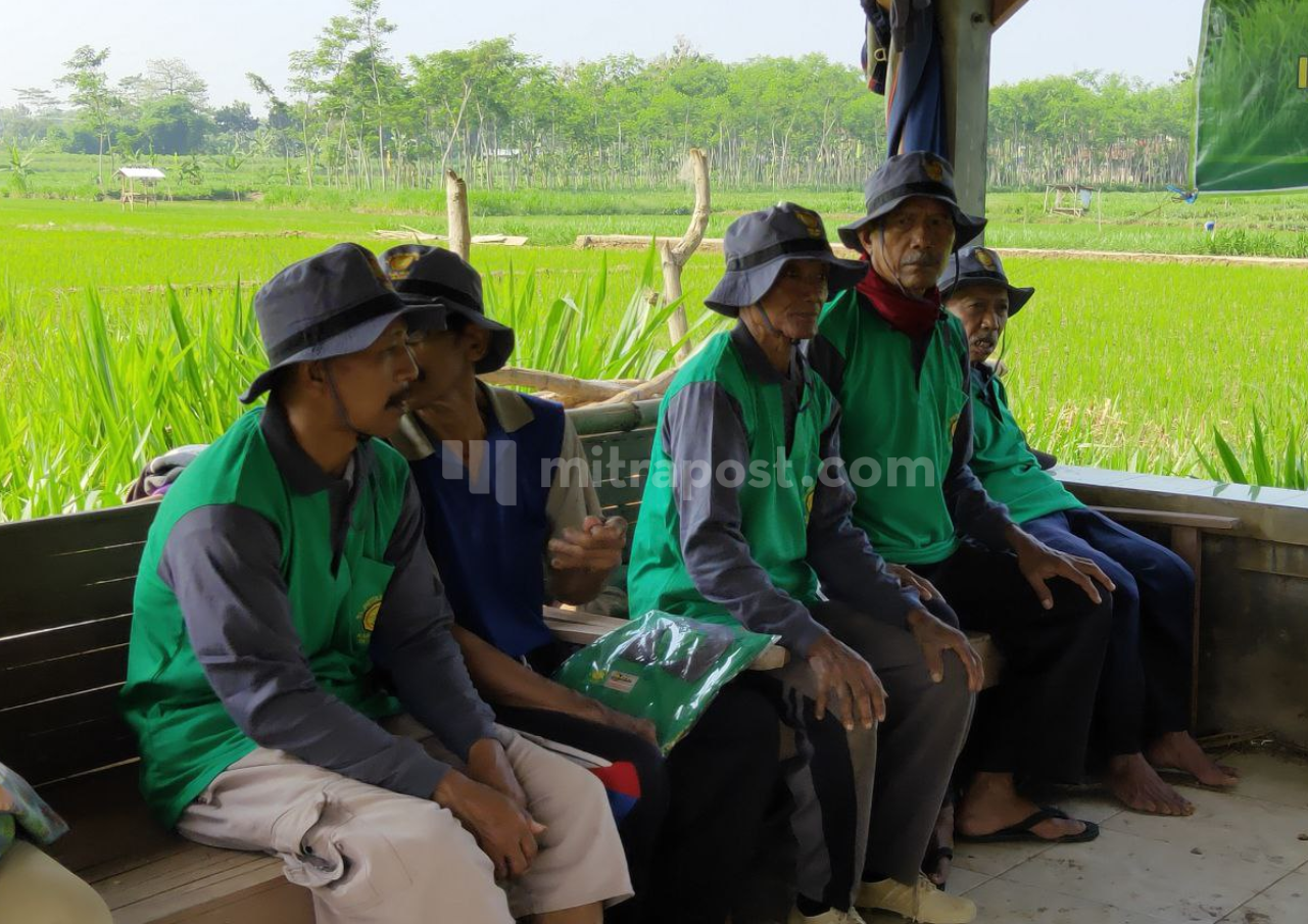 Tingginya Harga Pupuk Non Subsidi Membuat Para Petani Kebingungan Tingginya Harga Pupuk Non Subsidi Membuat Para Petani Kebingungan