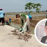 Tikus Menjadi Momok Menakutkan Untuk Petani di Area Margorejo