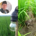 Penggunaan Listrik Untuk Mengurai Tikus Banyak Memakan Korban, Komisi B Turut Prihatin