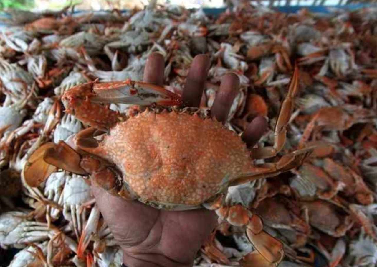 Terdampak Krisis Global, Dewan Imbau Petani Rajungan Cari Terobosan Lain