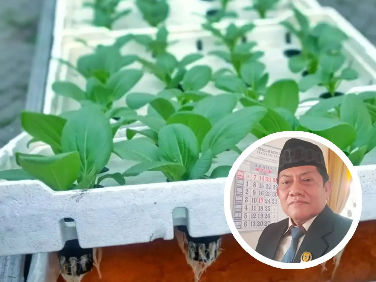 Hidroponik Kembali Digaungkan Kawula Muda, DPRD Apresiasi Penuh