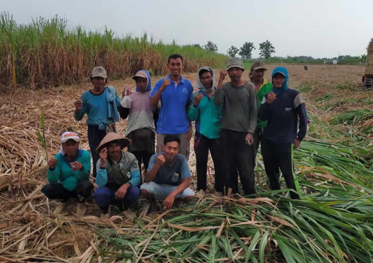 Foto : Ilustrasi petani tebu Kabupaten Pati/Mitrapost.com/Nurul Afriani