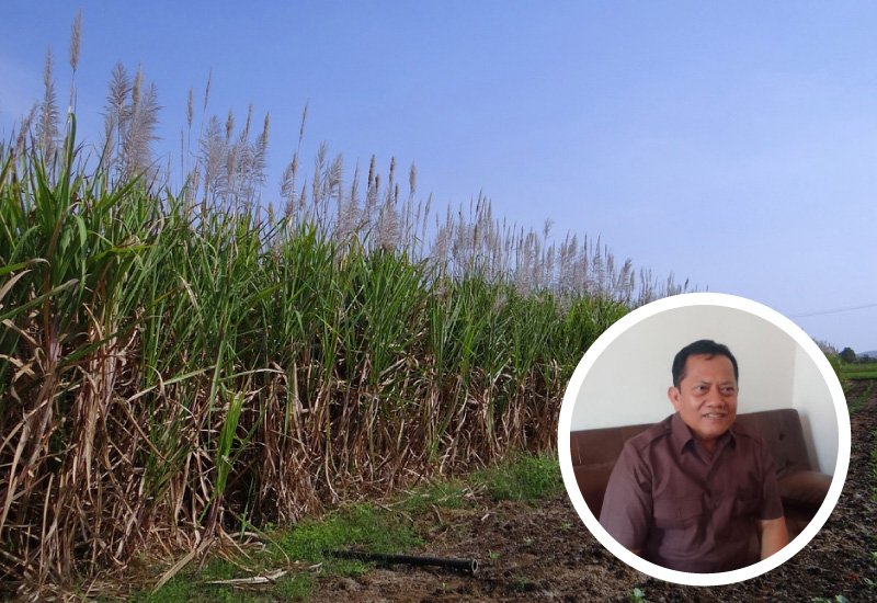 Terjadi Penurunan Luas Kebun Tebu, Ini Tanggapan Dewan