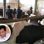 Perbaikan Kualitas Ternak Dinilai Mampu Tekan Impor Daging